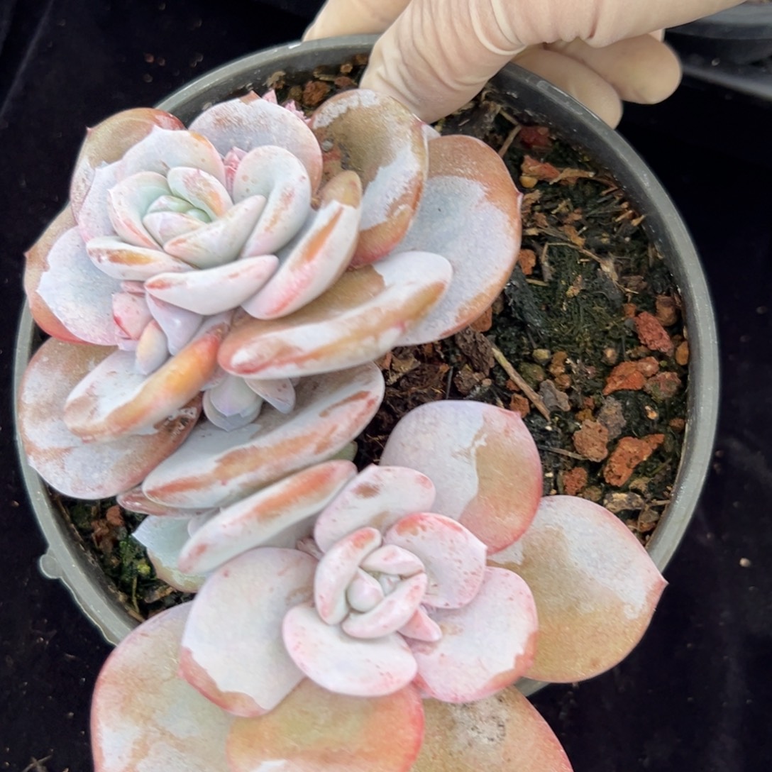 新年快乐 新年快乐