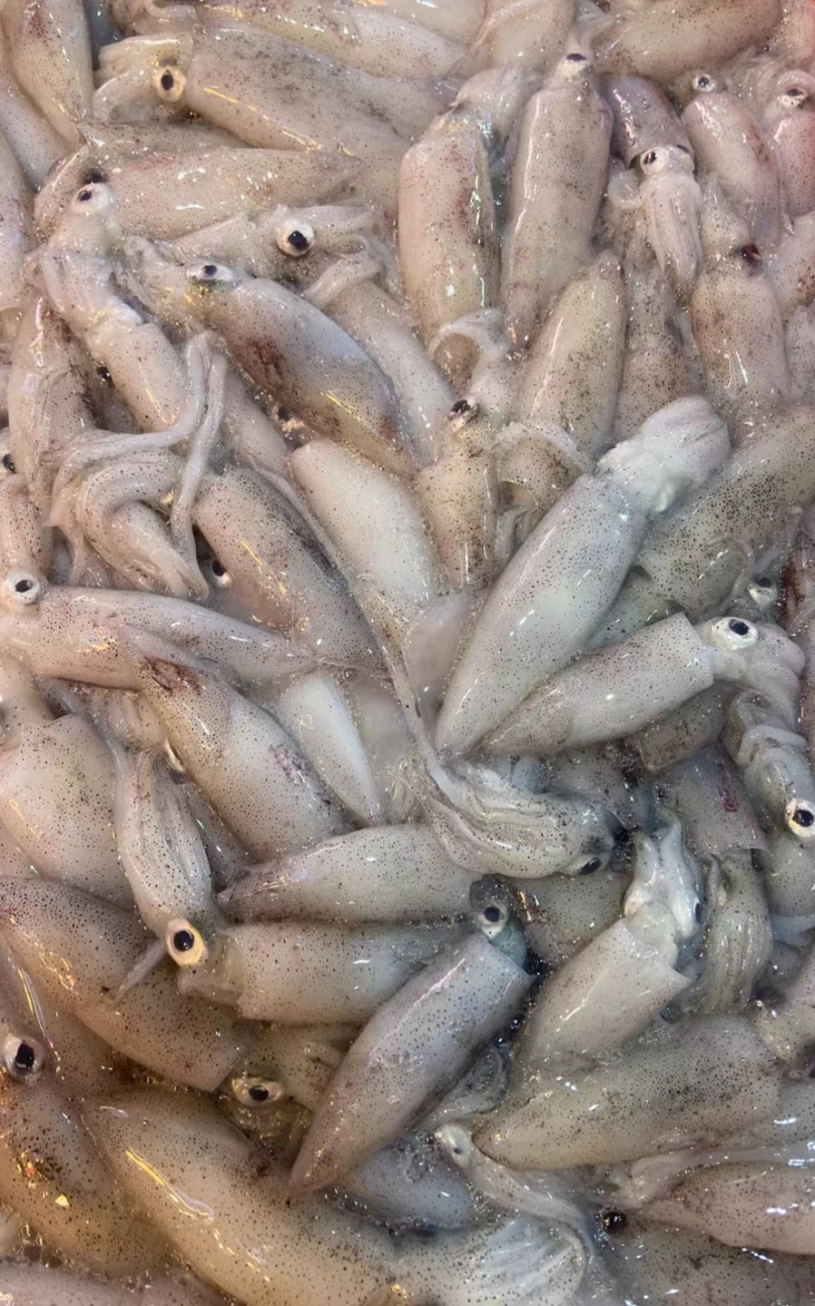 广东汕尾海捕鱿鱼海兔子 包脆不缩水