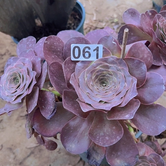 用***9多肉植物一个没售后