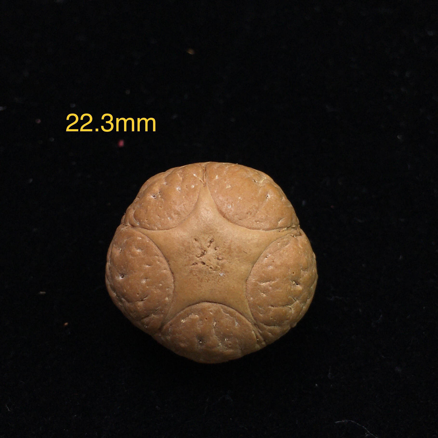 尼泊尔凤眼麒麟大五星尺寸20-23mm