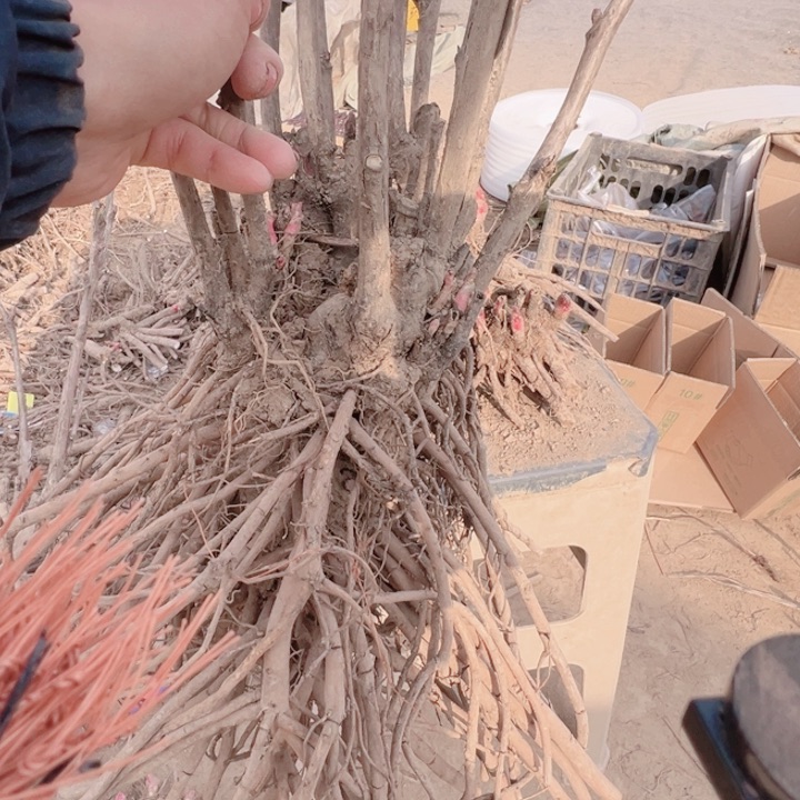 当前无花栽培后可以开花彤云牡丹