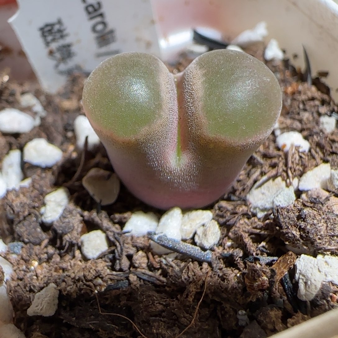 肉锥多肉植物组合-磁铁96