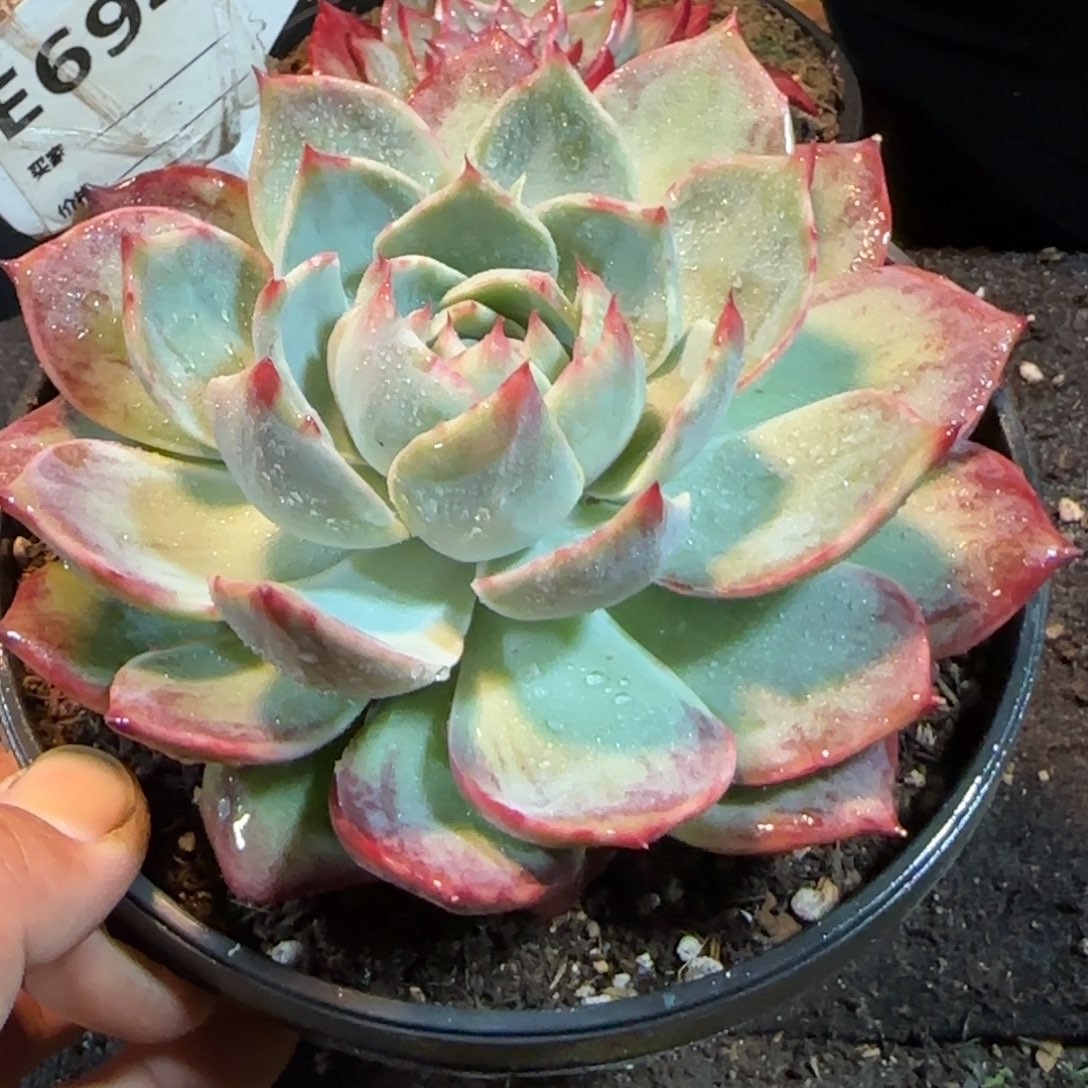 惊鸿一物一拍包装收缩花旱694