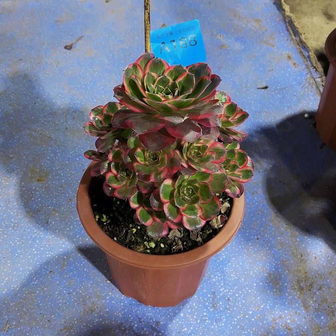 碟*花那幅188美金玫瑰锦寄养莲花