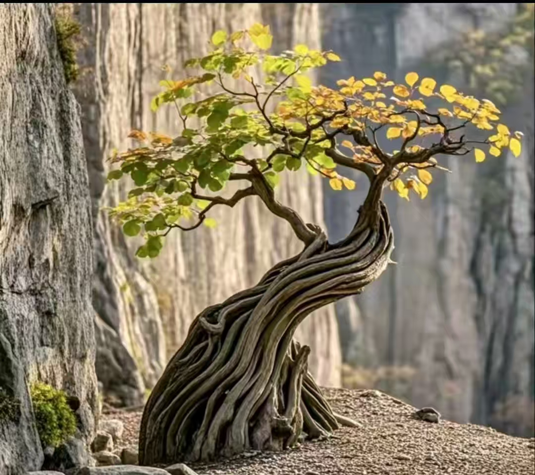 香山红叶黄栌新鲜下桩