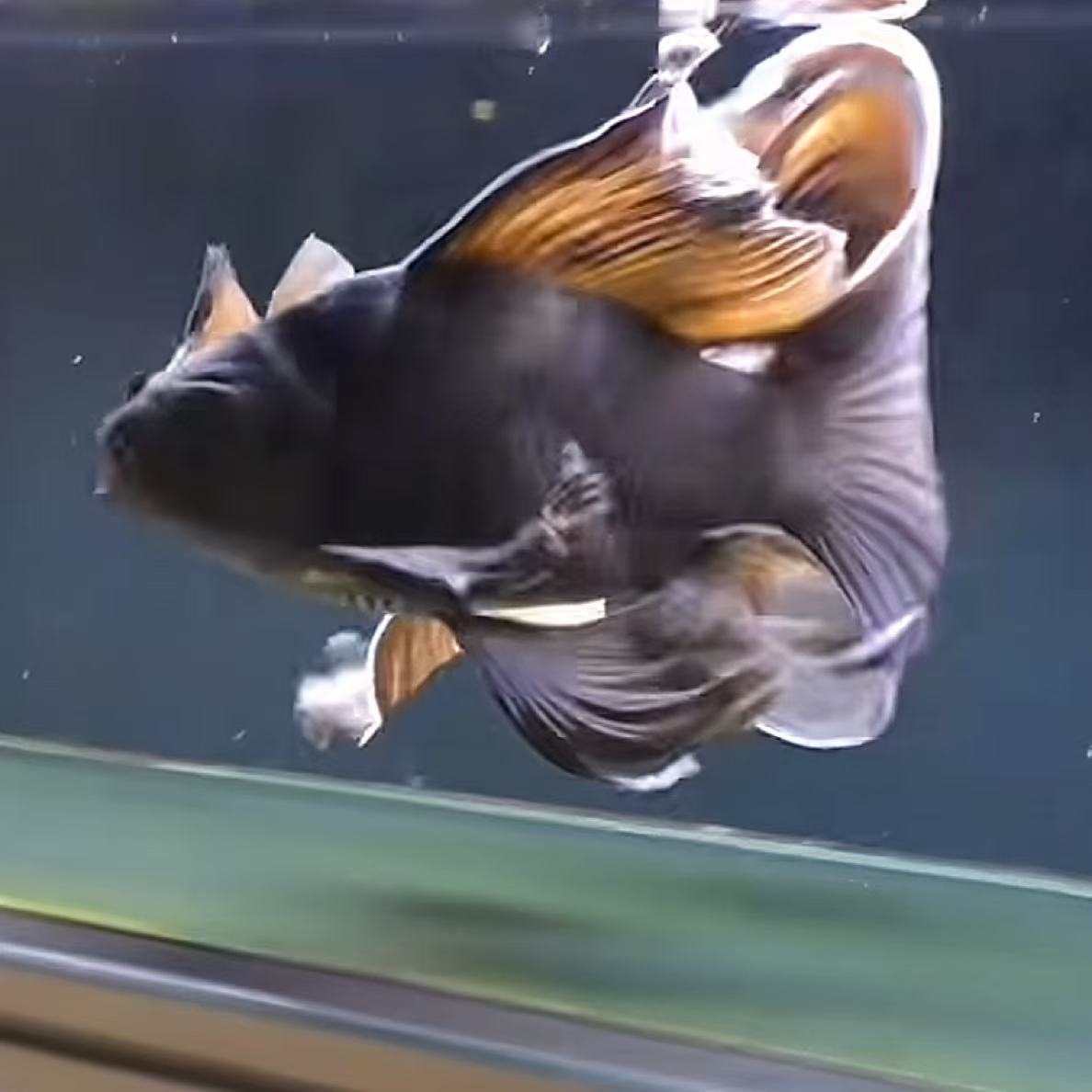 纯种墨蝶、熊猫蝴蝶鲤普身冷水观赏鱼大鳍大尾好养耐活