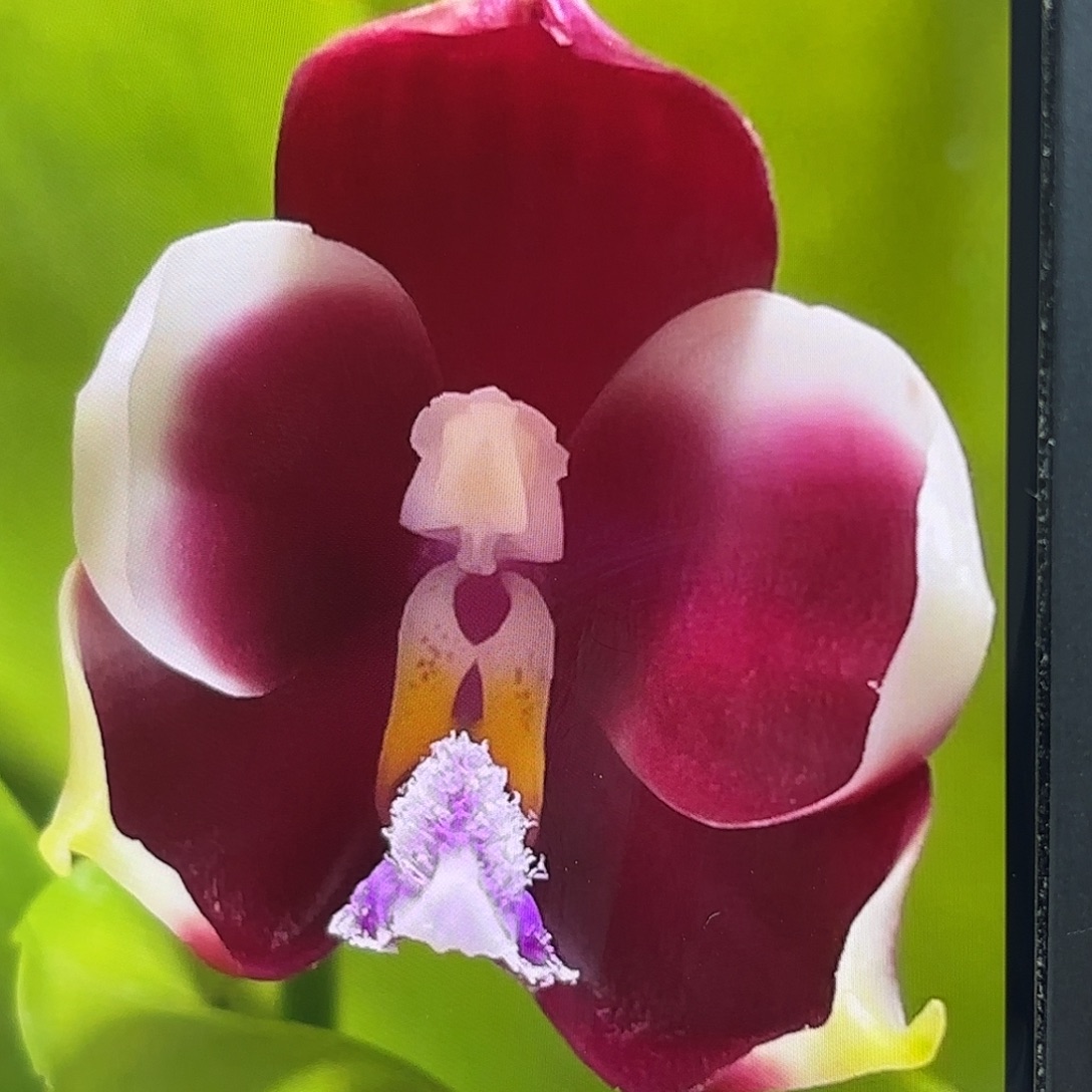 当前无花栽培后可以开花