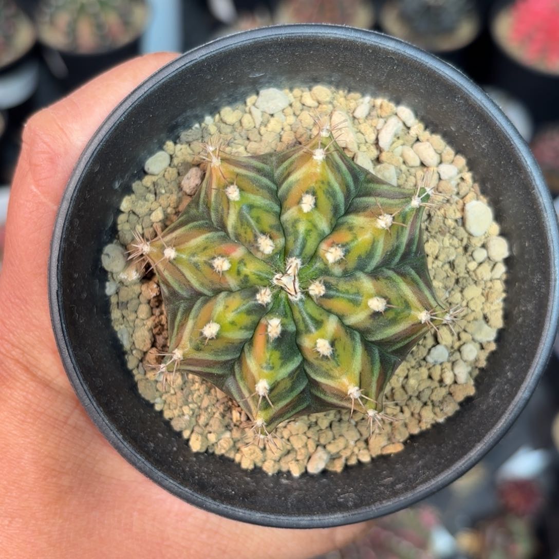 泰系乌贼后代实生仙人球23