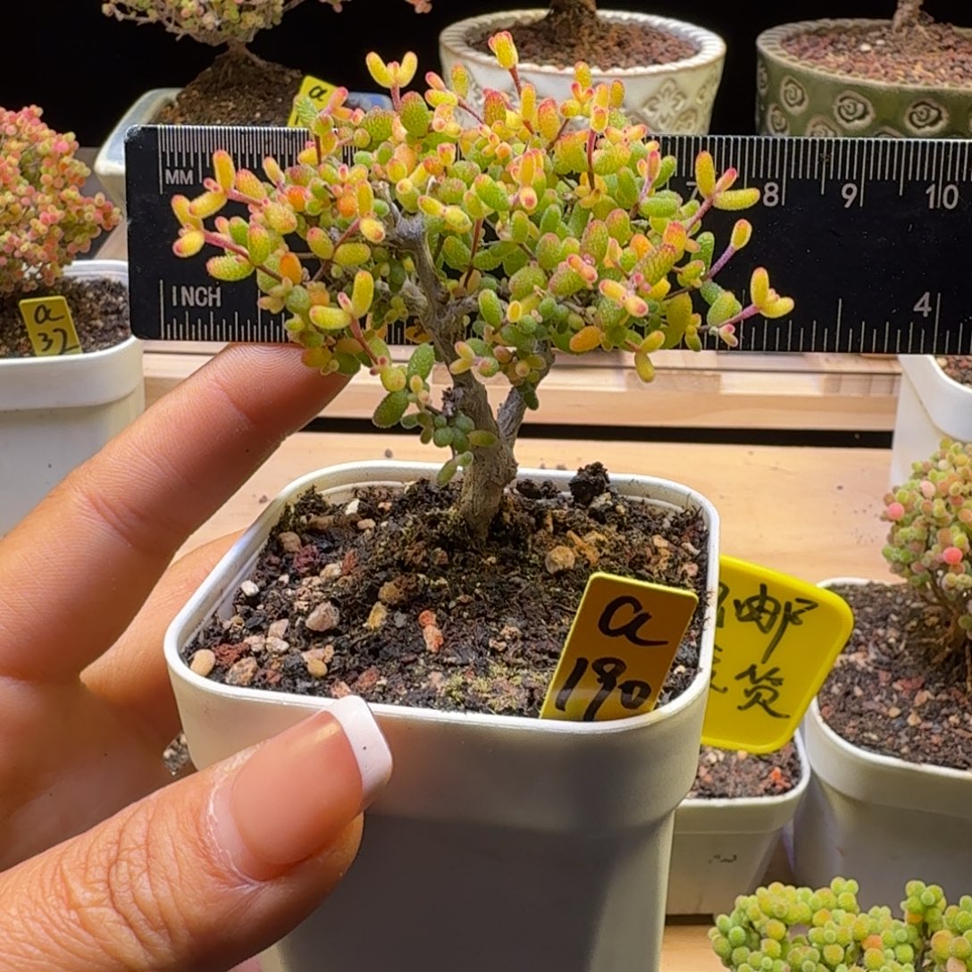 a190后假飞机猪冠服6.5厘米左右