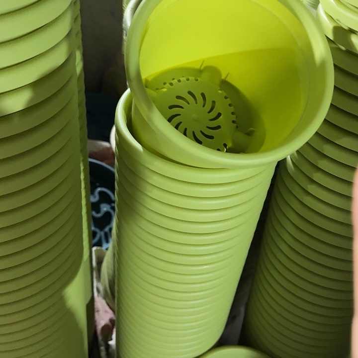 四季2号果绿无托10个