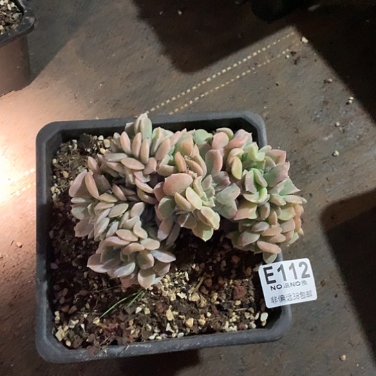 静***清哈利沃森缀化112 亏本处理退款拉黑 需延迟发货