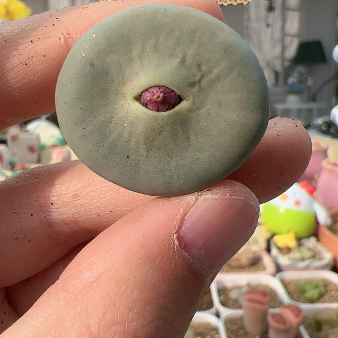 【闪购商品】138 秒