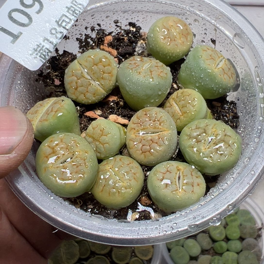 【闪购商品】 1092。   