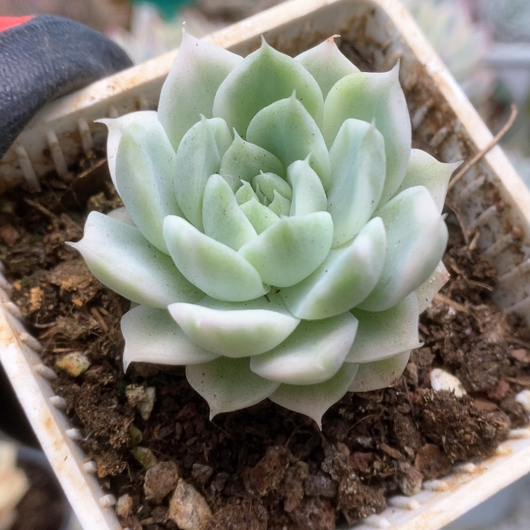 070白瓷麦杆锦锦锦锦锦锦