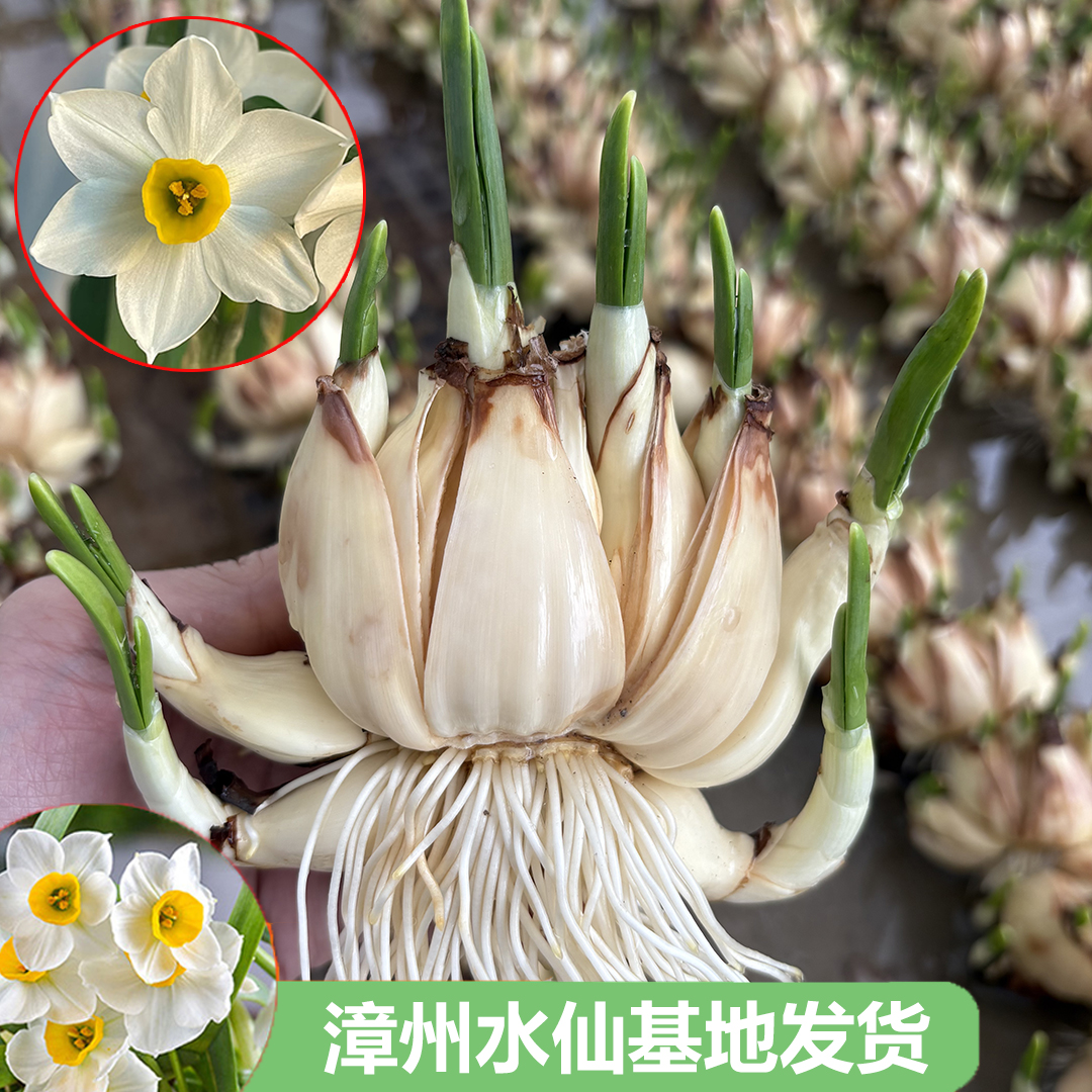 【八字切】正宗漳州水仙花种球重瓣特级大花王室内水培植物根年宵花