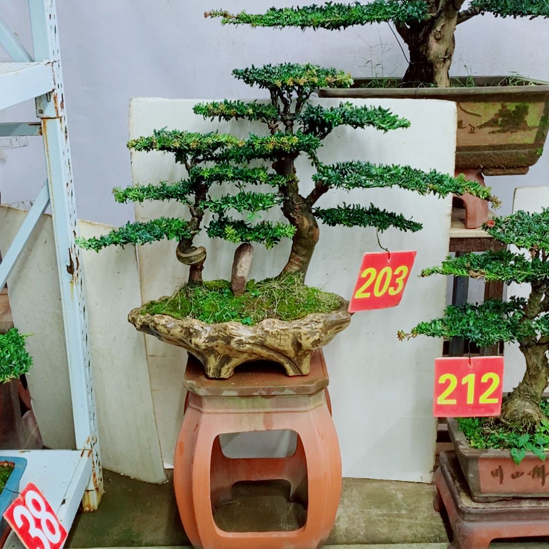 一****完全开放罗汉松盆景