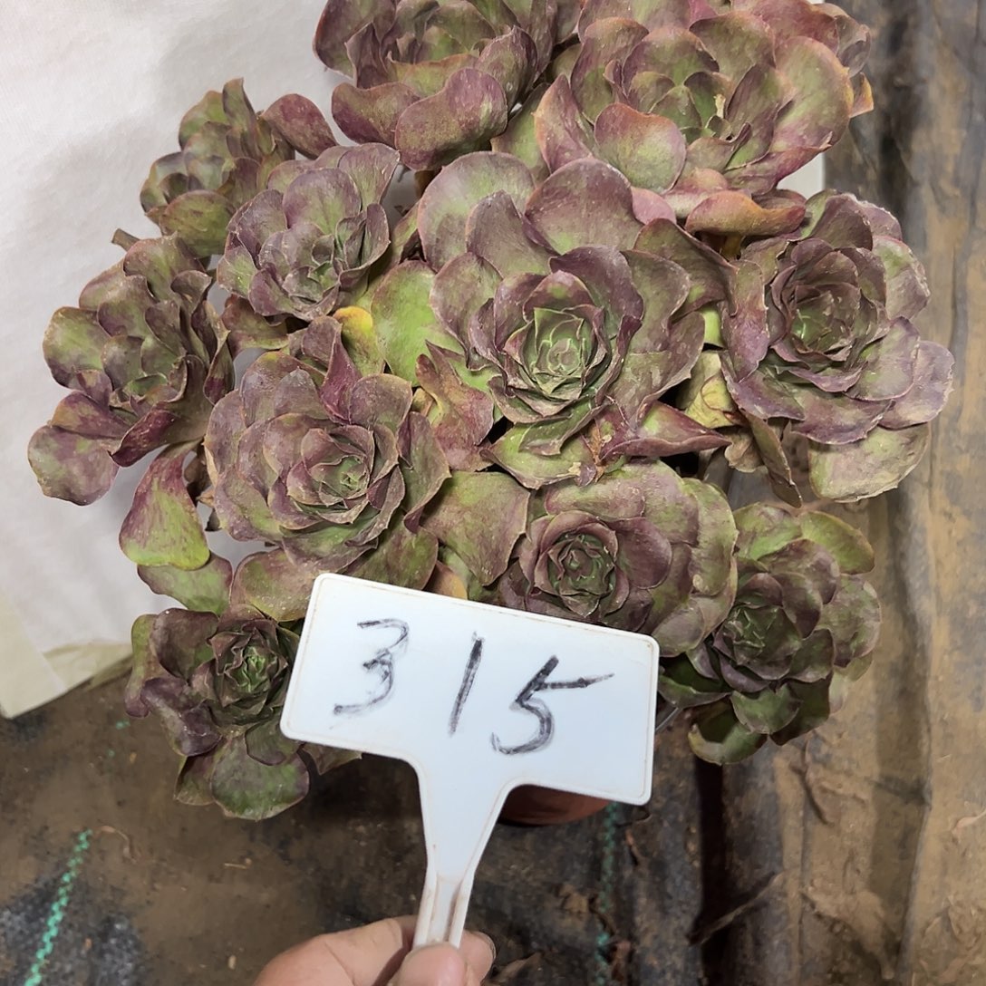 多肉植物梅金法师315