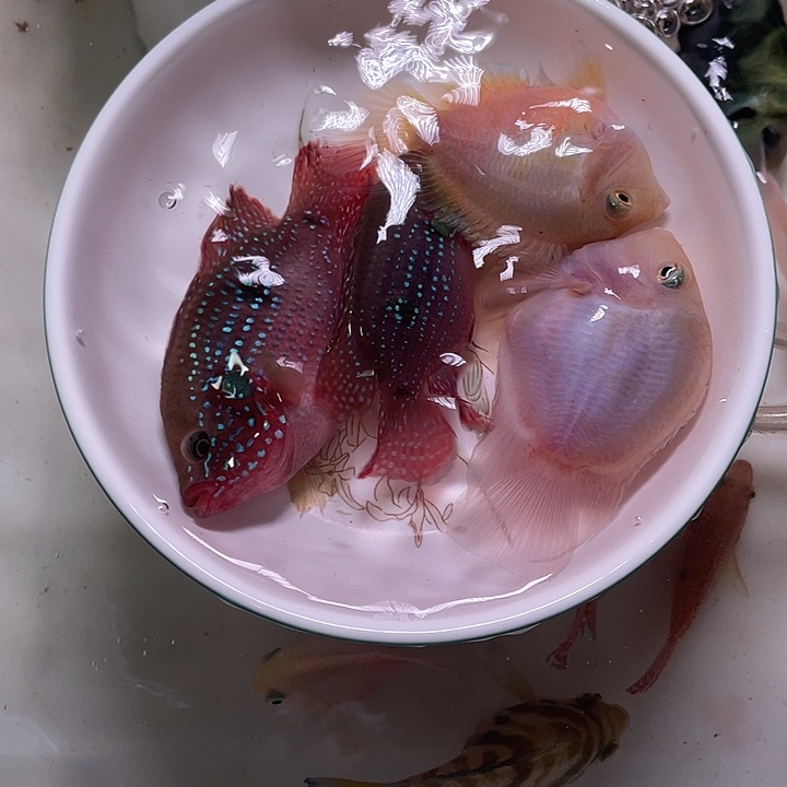 鹦鹉鱼迷你鹦鹉和红宝石混搭