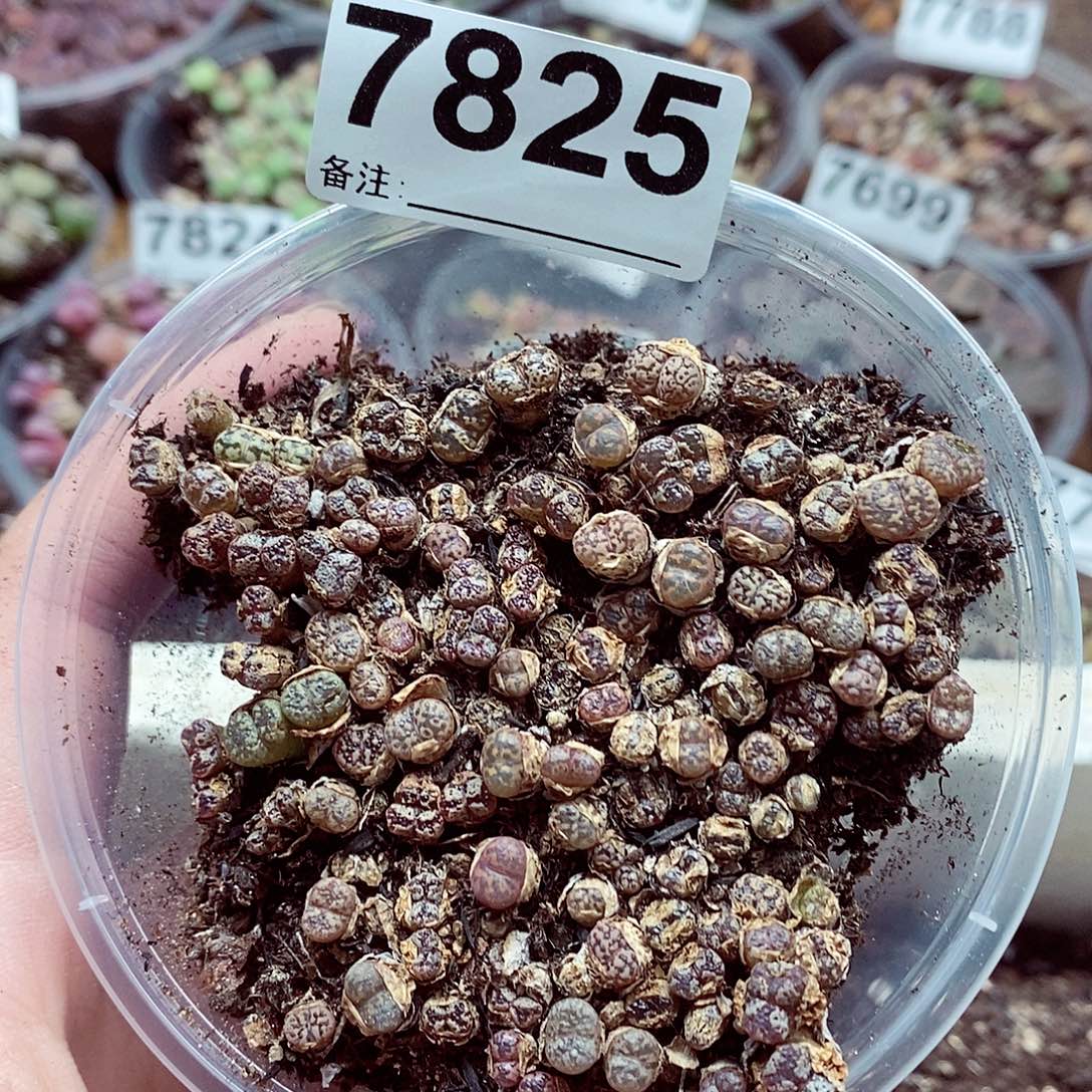 7825勋章啊啦啦啦你