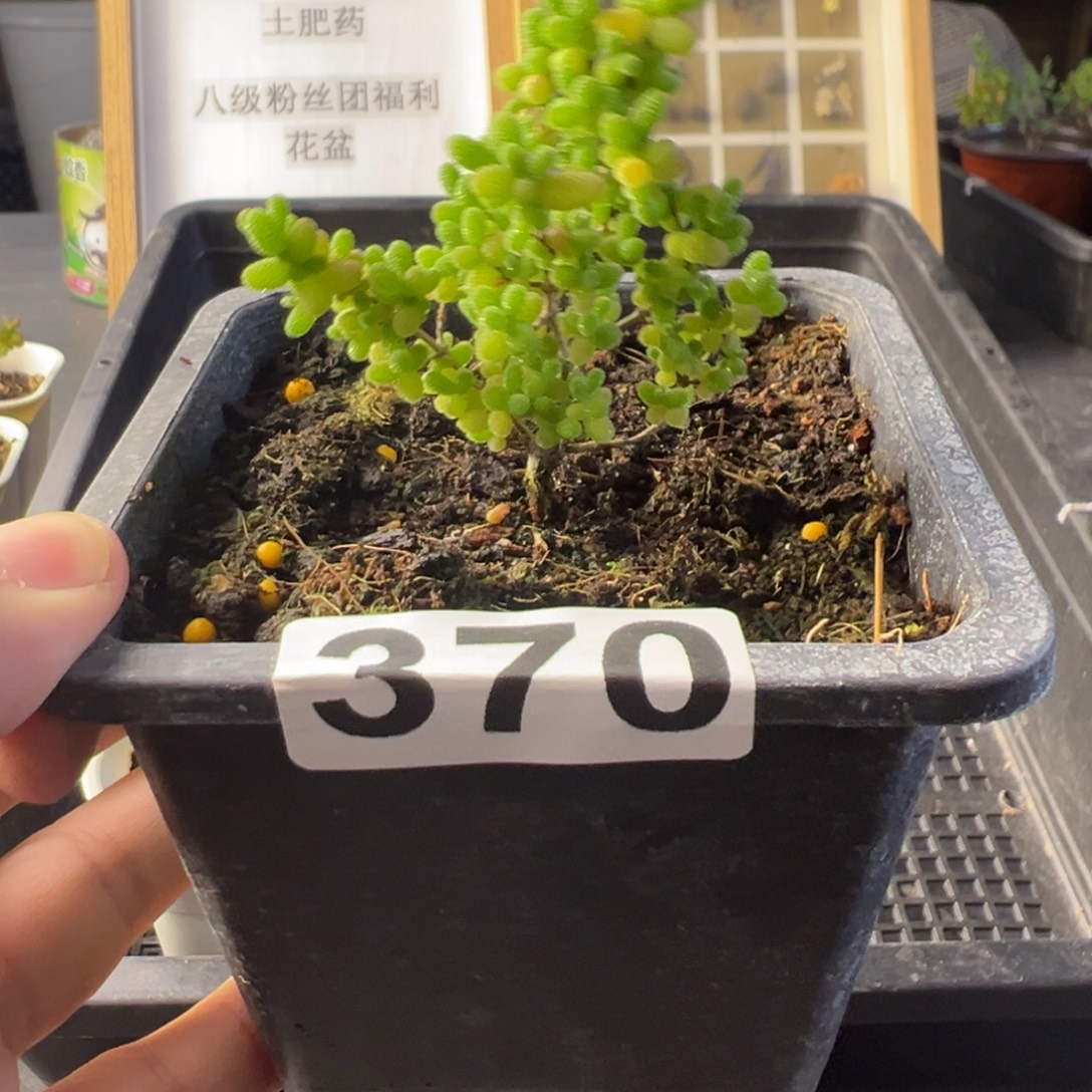 枝干番杏多肉植物370