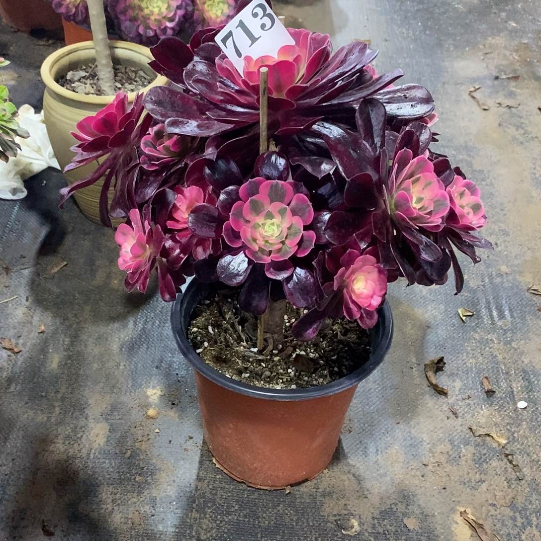 美杜莎713多肉法师植物