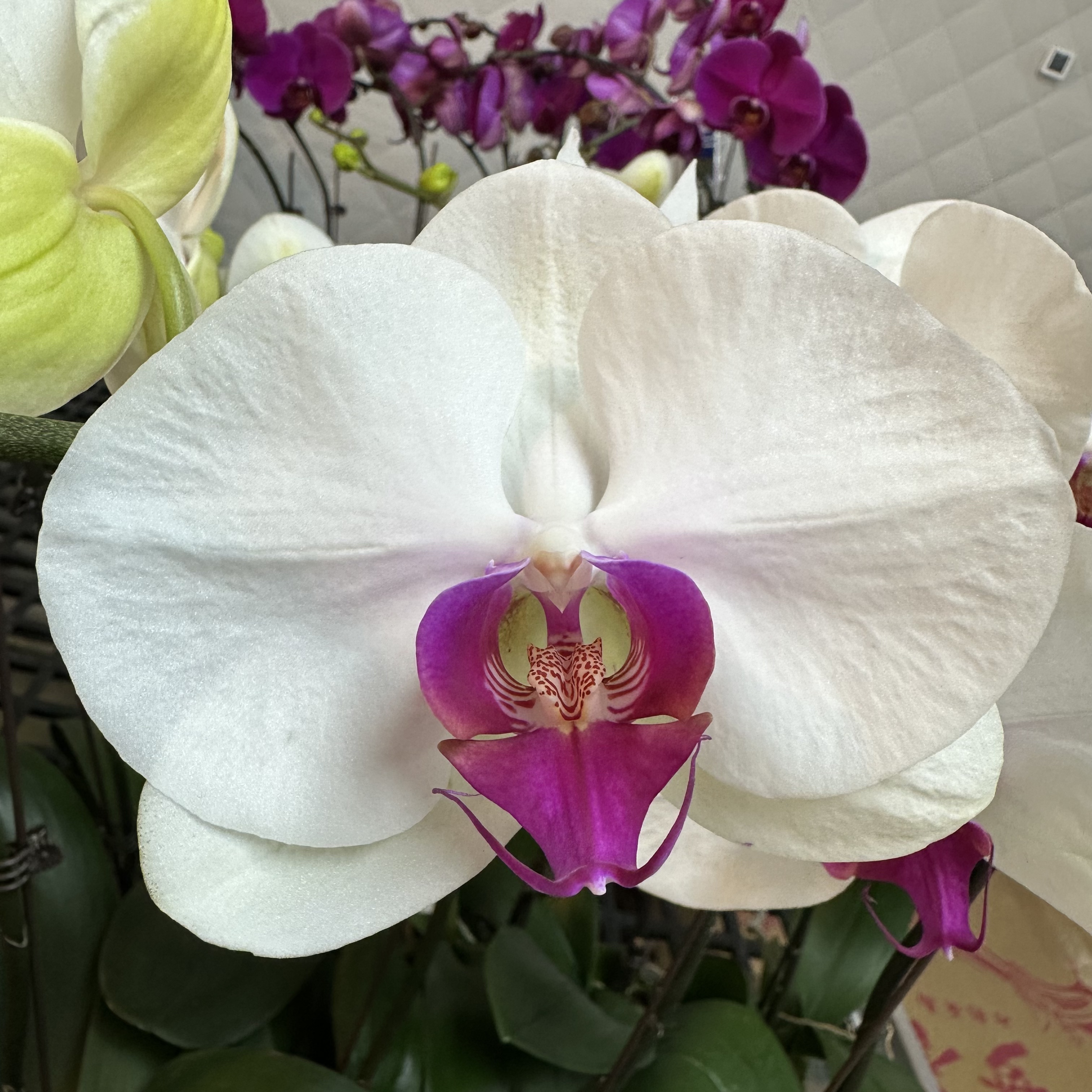 蝴蝶兰【白花红心】梦幻浪漫室内高端花卉绿植