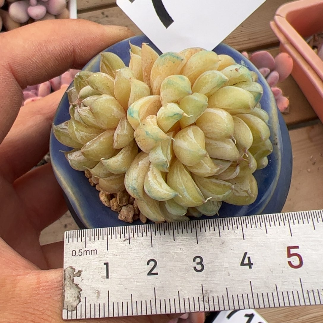 714 多肉植物组合盆栽