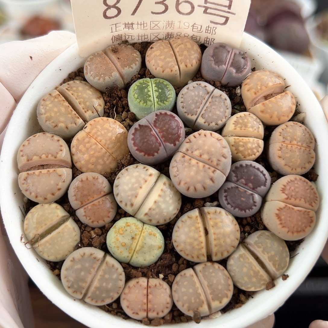 好养易活生石花大母本8736彩饼干