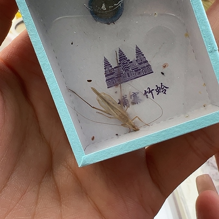 鸣虫虫具一个包邮