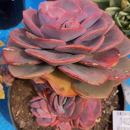 用****8尘埃14020多肉