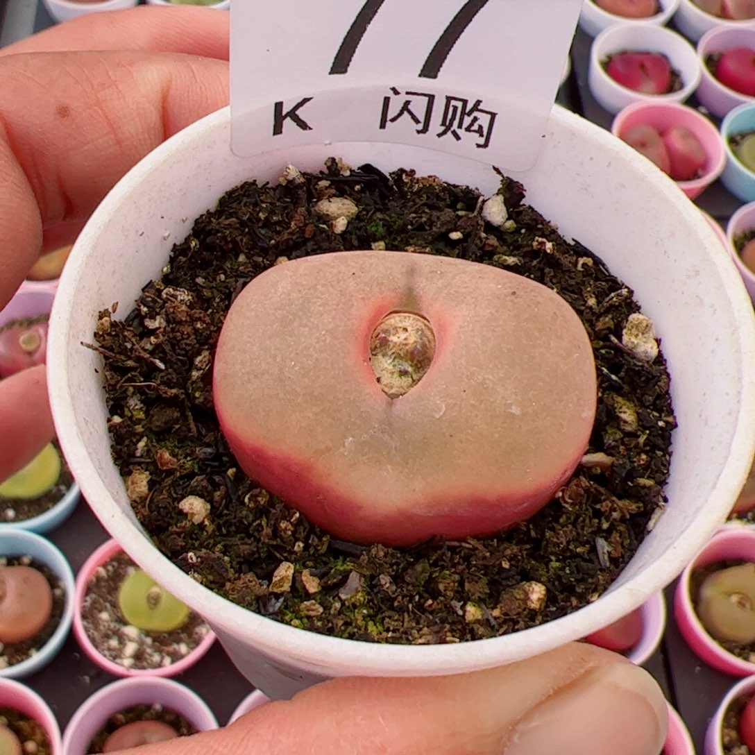 无花朵土*我很喜欢这个K77