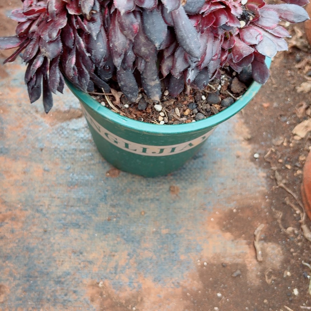 你803 号多肉法师植物清棚