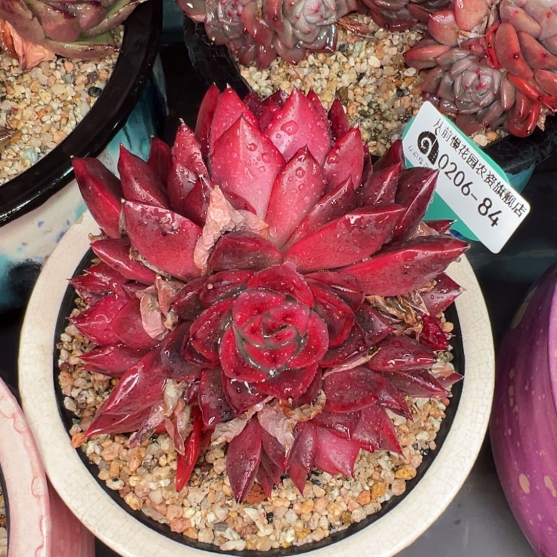 从前慢多肉精选编号0206.84