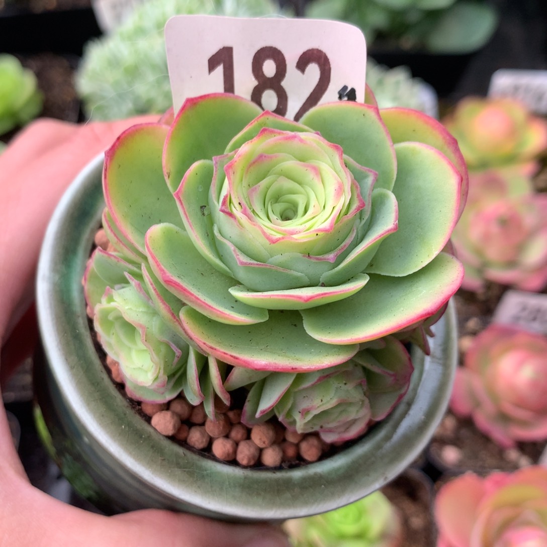 山地玫瑰绣球182