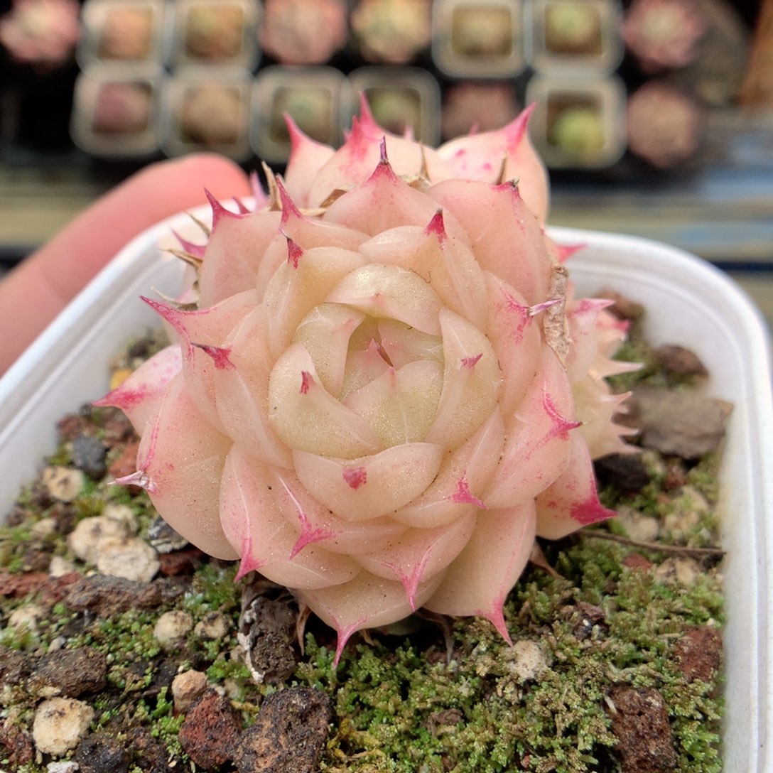 X144 ，20包邮两天凑单偏远不发货