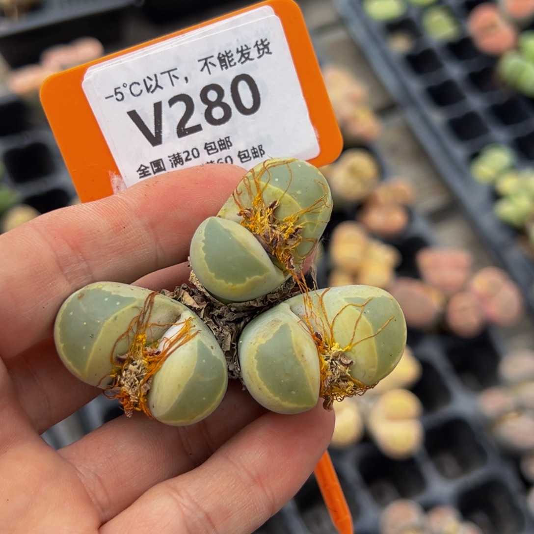 051 一物一拍，默认有伤，介意勿拍，不退不换