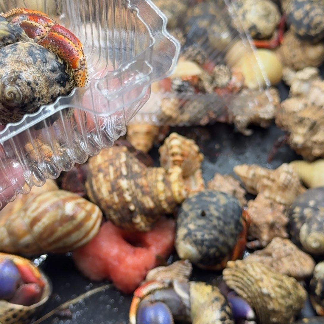 非常喜欢的西伯寄居蟹