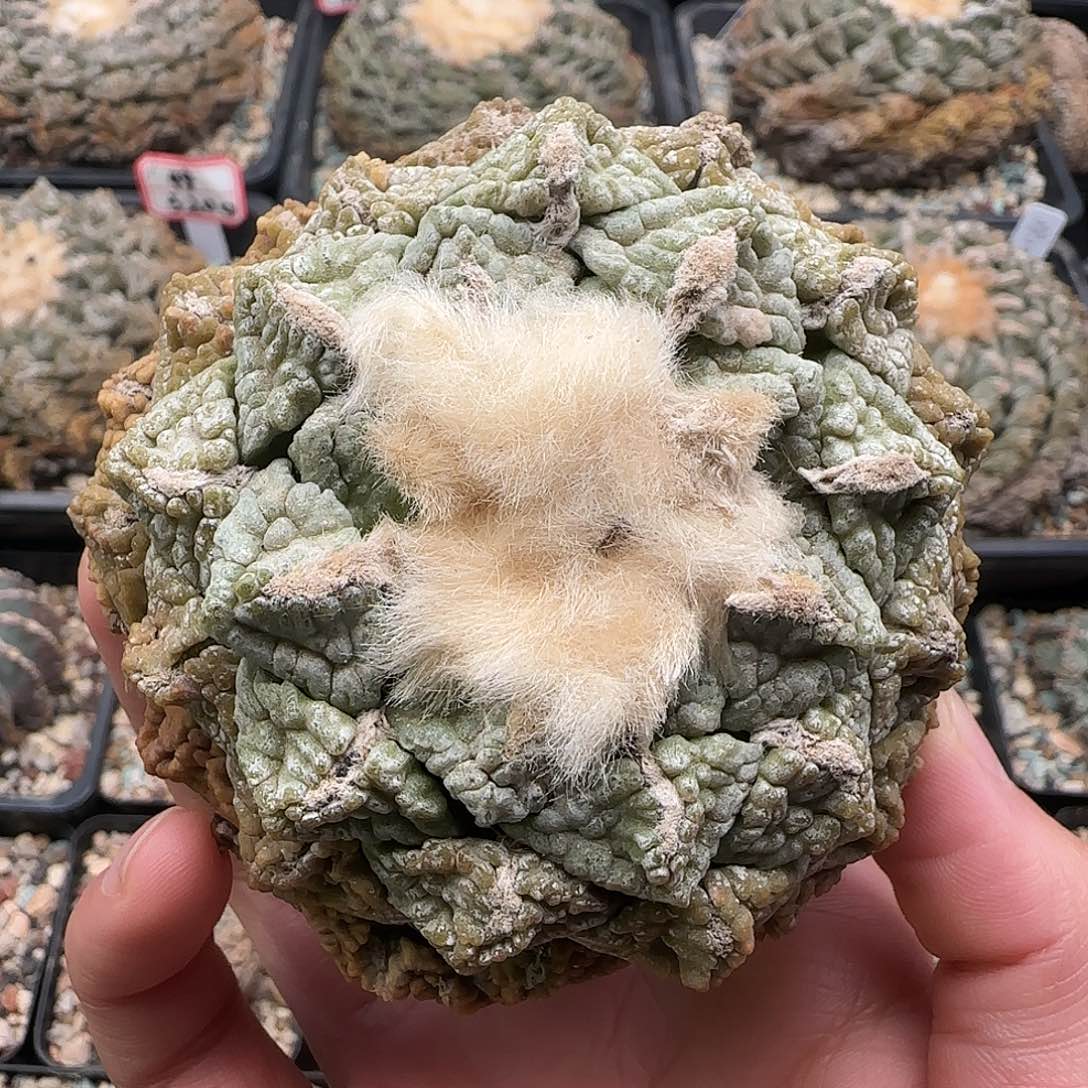 连山1111111111111111