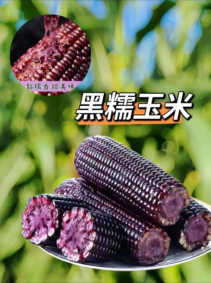 东北鲜采粘糯黑甜糯玉米新鲜现摘可代餐的健康粗粮