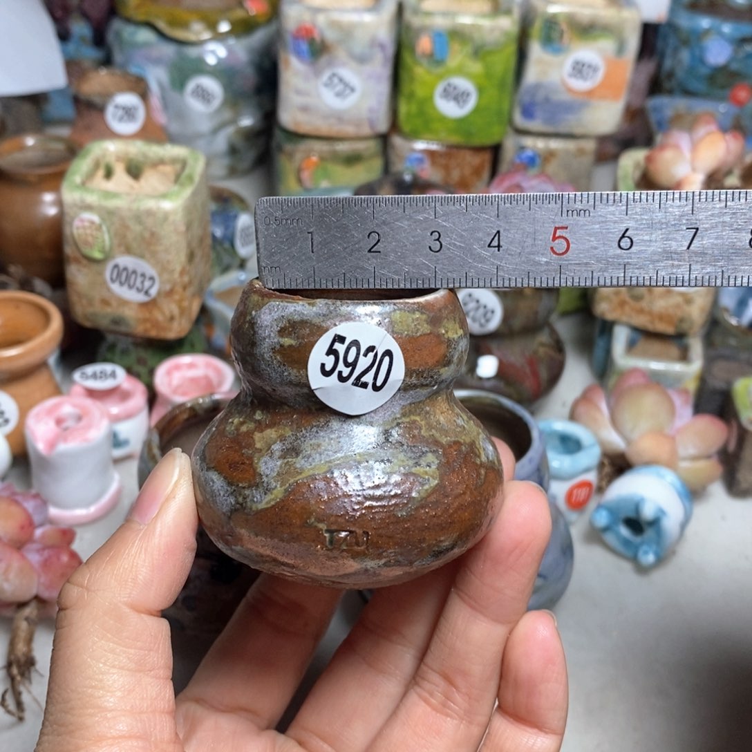 拍5送一个小礼物，不含多肉