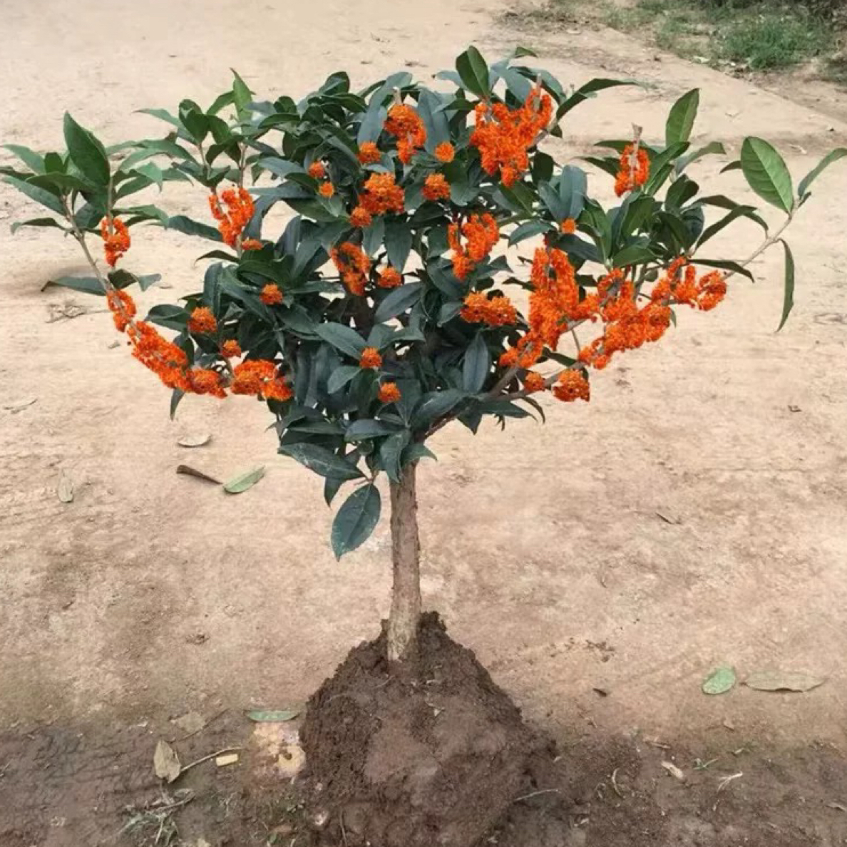 四季开花浓香型桂花树苗可地栽盆栽驱蚊适合室内外种植