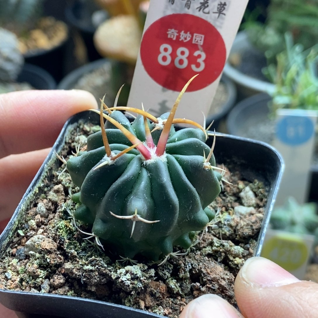 实生龙剑丸3.3cm