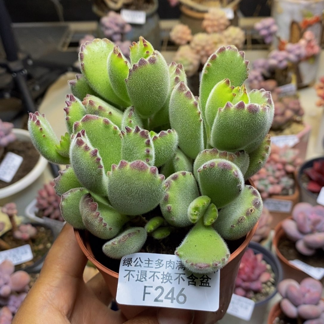 246不包整轻微掉叶