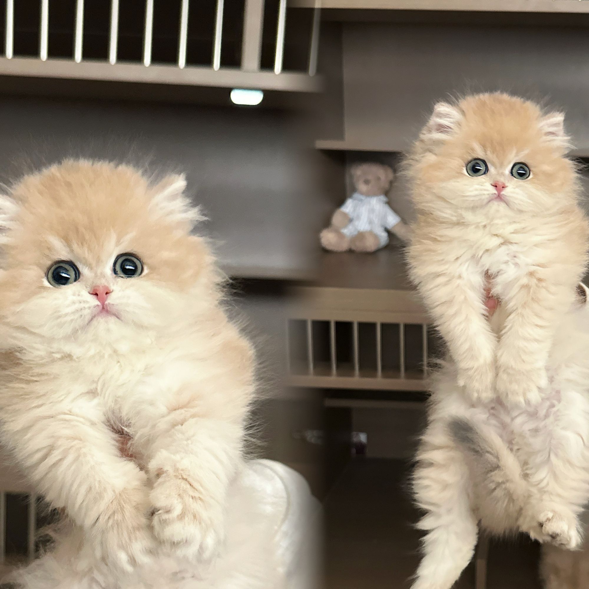 (软糖喵喵铺)T猫猫活体猫崽