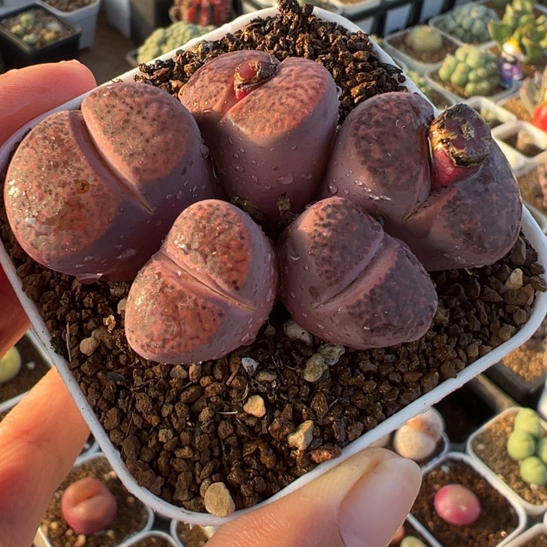 018多肉植物种类多样