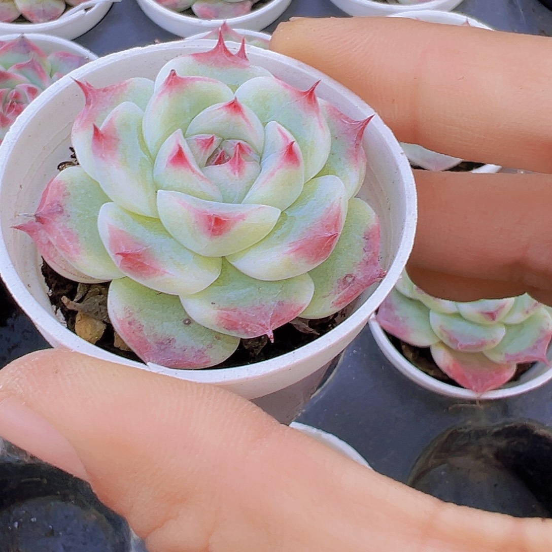 5厘米盆胖吉3颗多肉