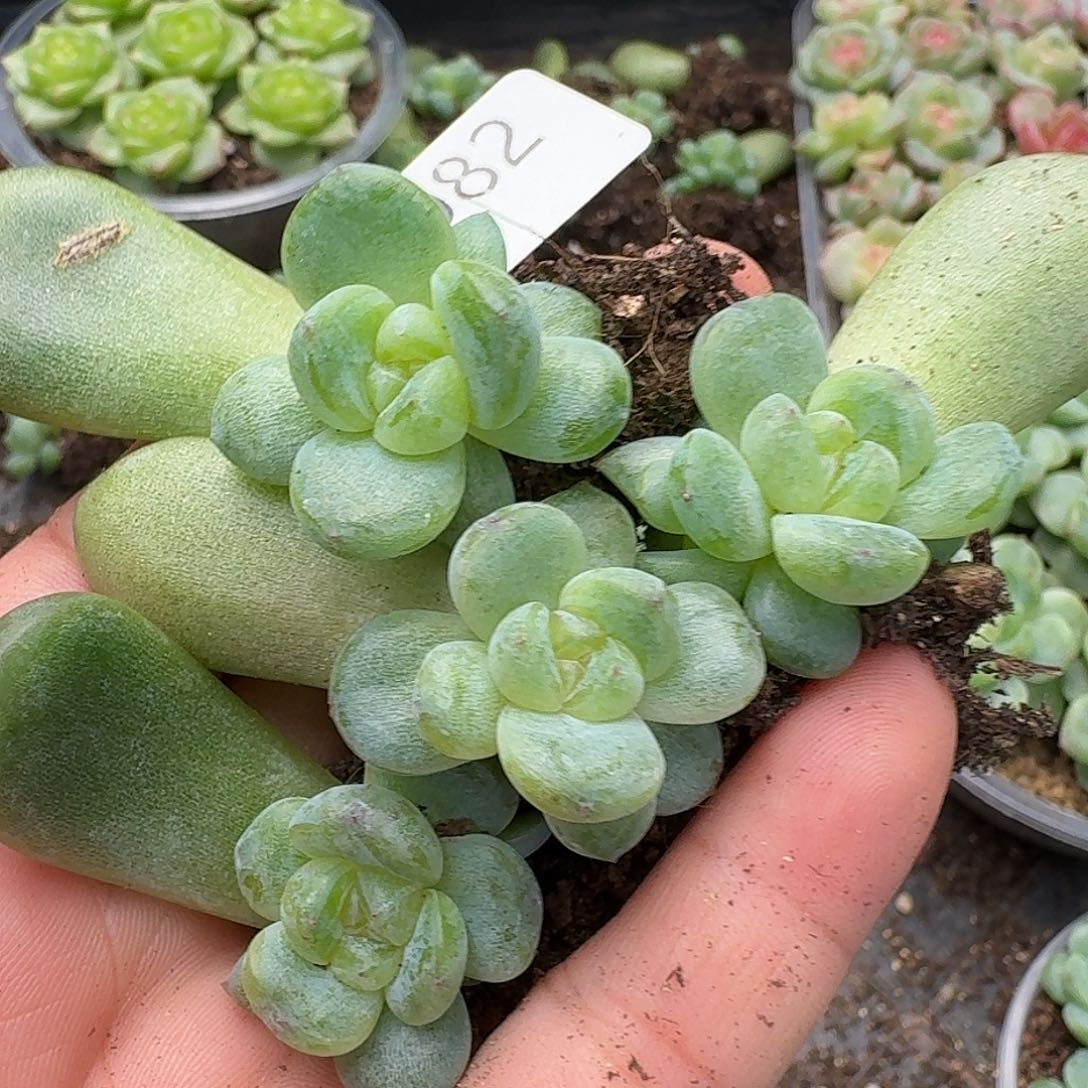 一物一拍一物一拍907-982