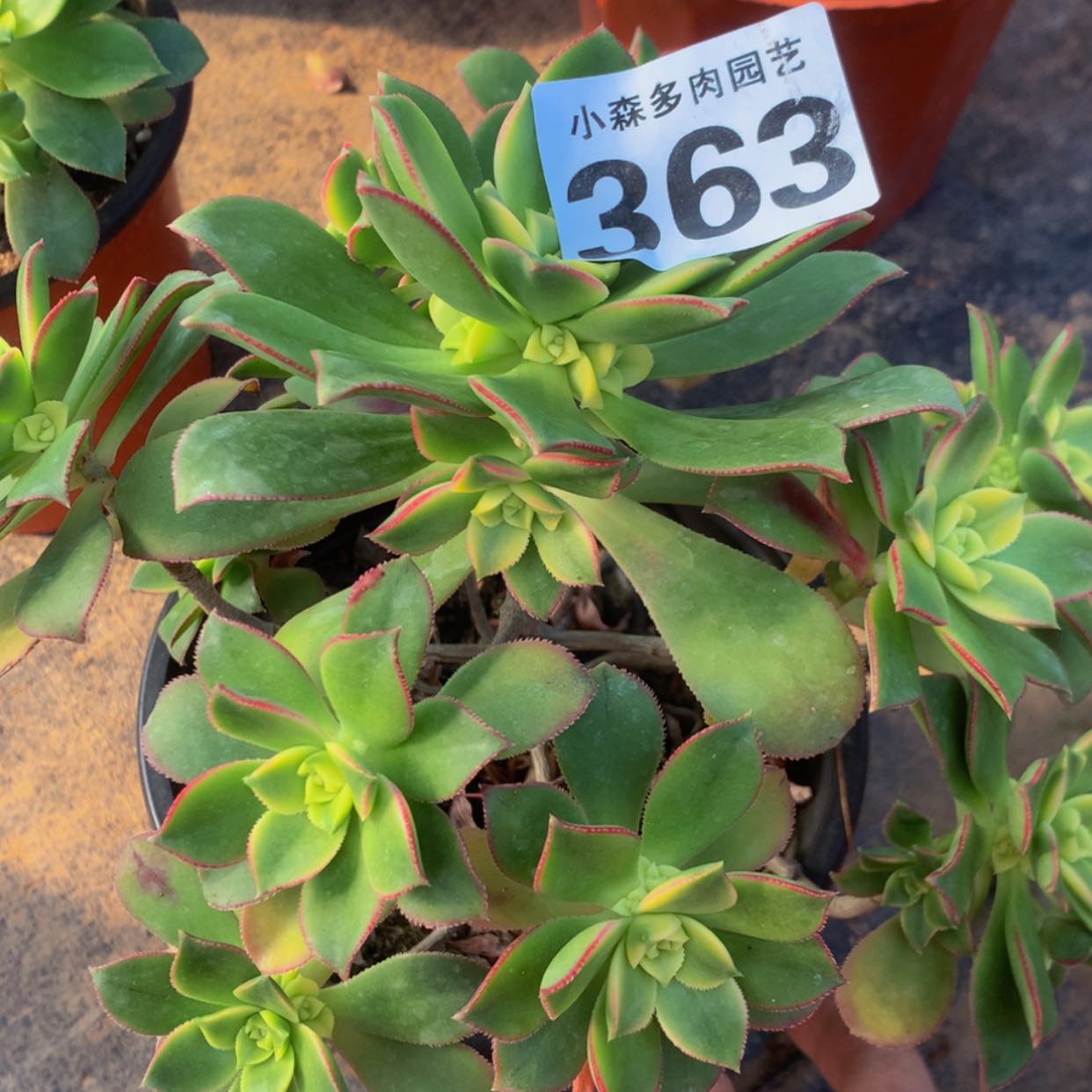 【闪购商品】363艳日辉多肉