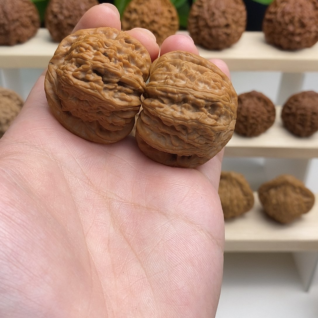 红*全品无修白狮子41/40/35