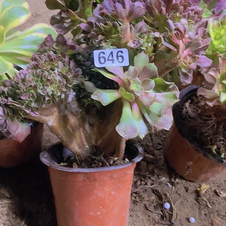 646紫杨蓉缀化老板子有断指